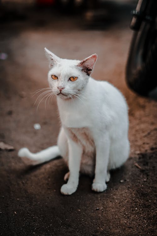 Foto profissional grátis de animal de estimação, chão, foco seletivo