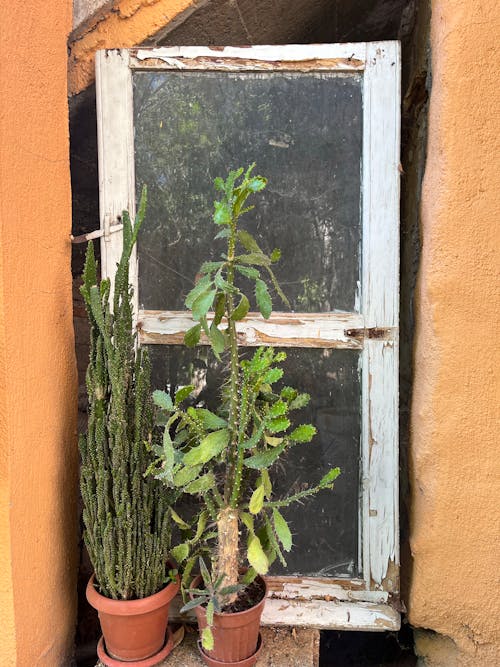 Foto profissional grátis de cacto, cactos, coluna