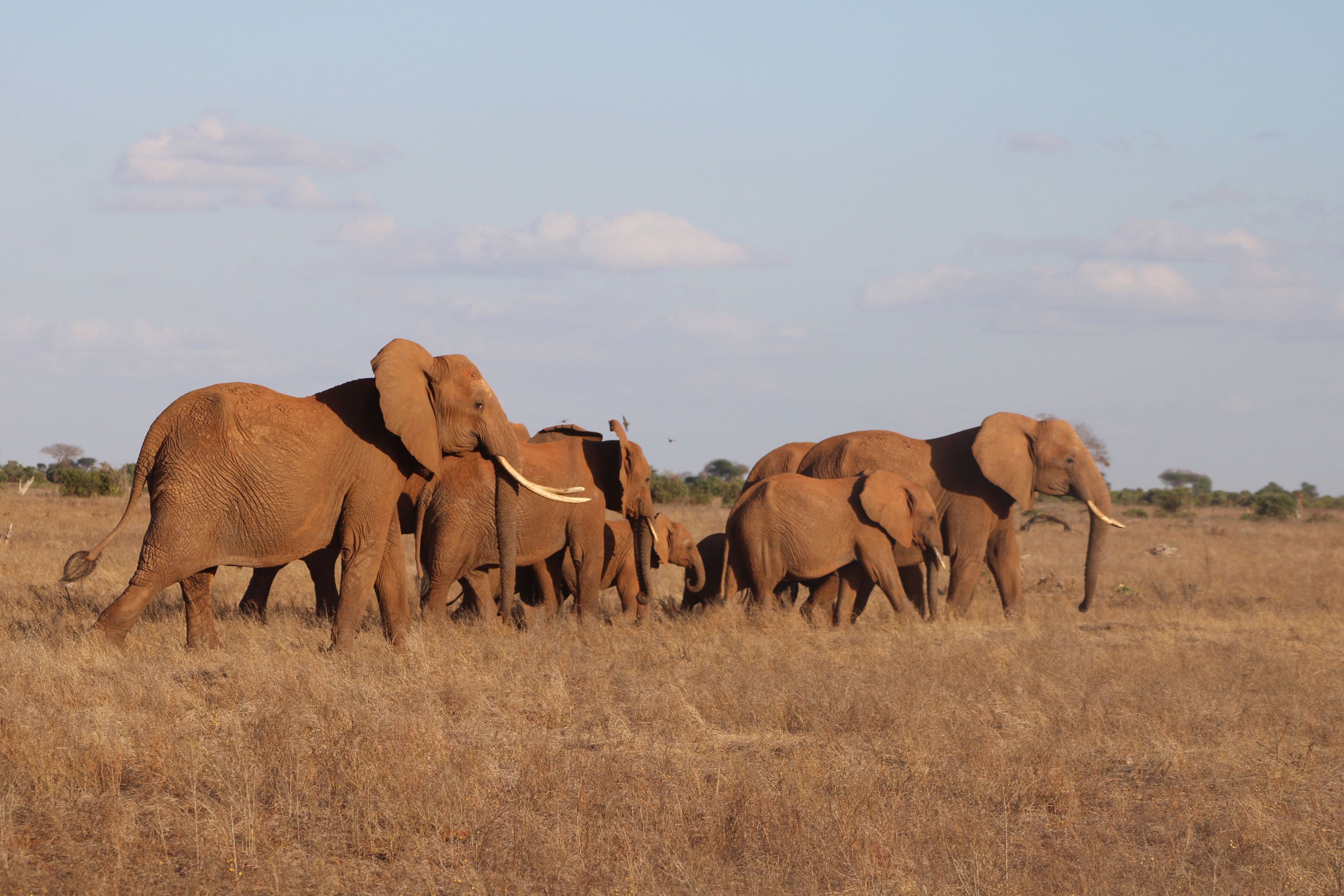 Samburu
