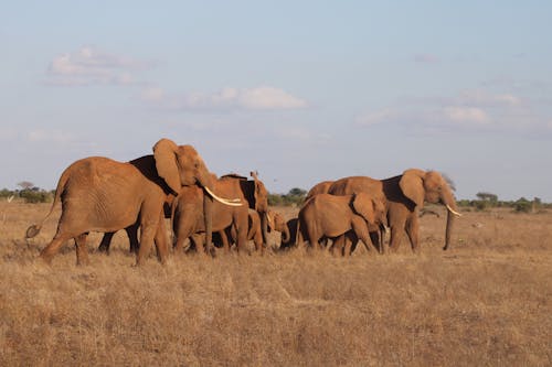 Afrika, bozkır, büyükbaş hayvan sürüsü içeren Ücretsiz stok fotoğraf