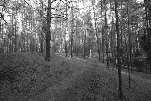 Tranquil conifer forest path with leaf litter, trees, and light shadows.