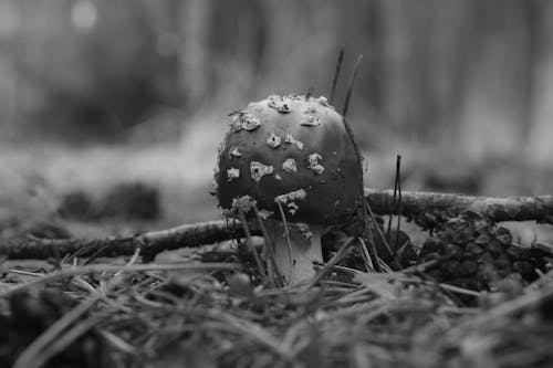 Poisonous Mushroom Growing from the Forest Floor