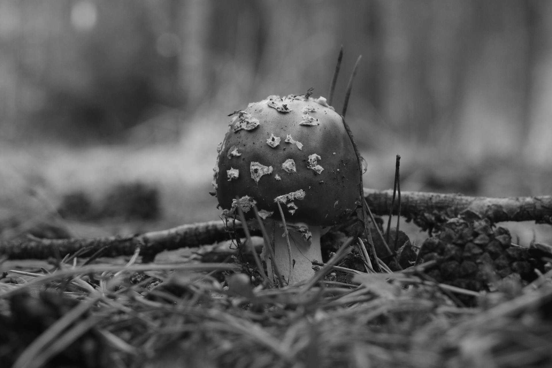 Poisonous Mushroom Growing from the Forest Floor