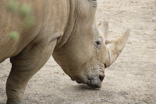 Close up of Rhino