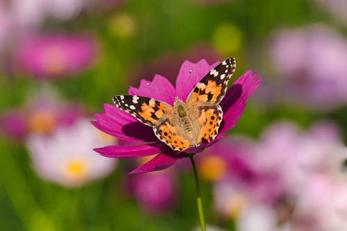 Painted Lady Butterfly with Spread Wings on Flower