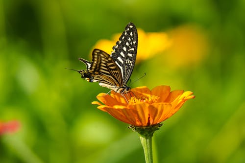 Asian Swallowtail Butterfly on a Flower