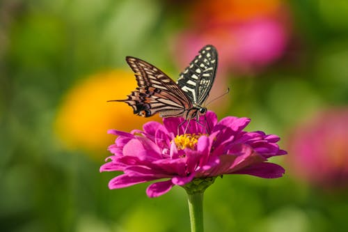 Close-up of Butterfly Sitting on Blooming Flower