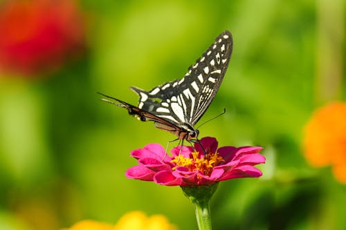 Asian Swallowtail Butterfly Drinking Nectar from a Flower
