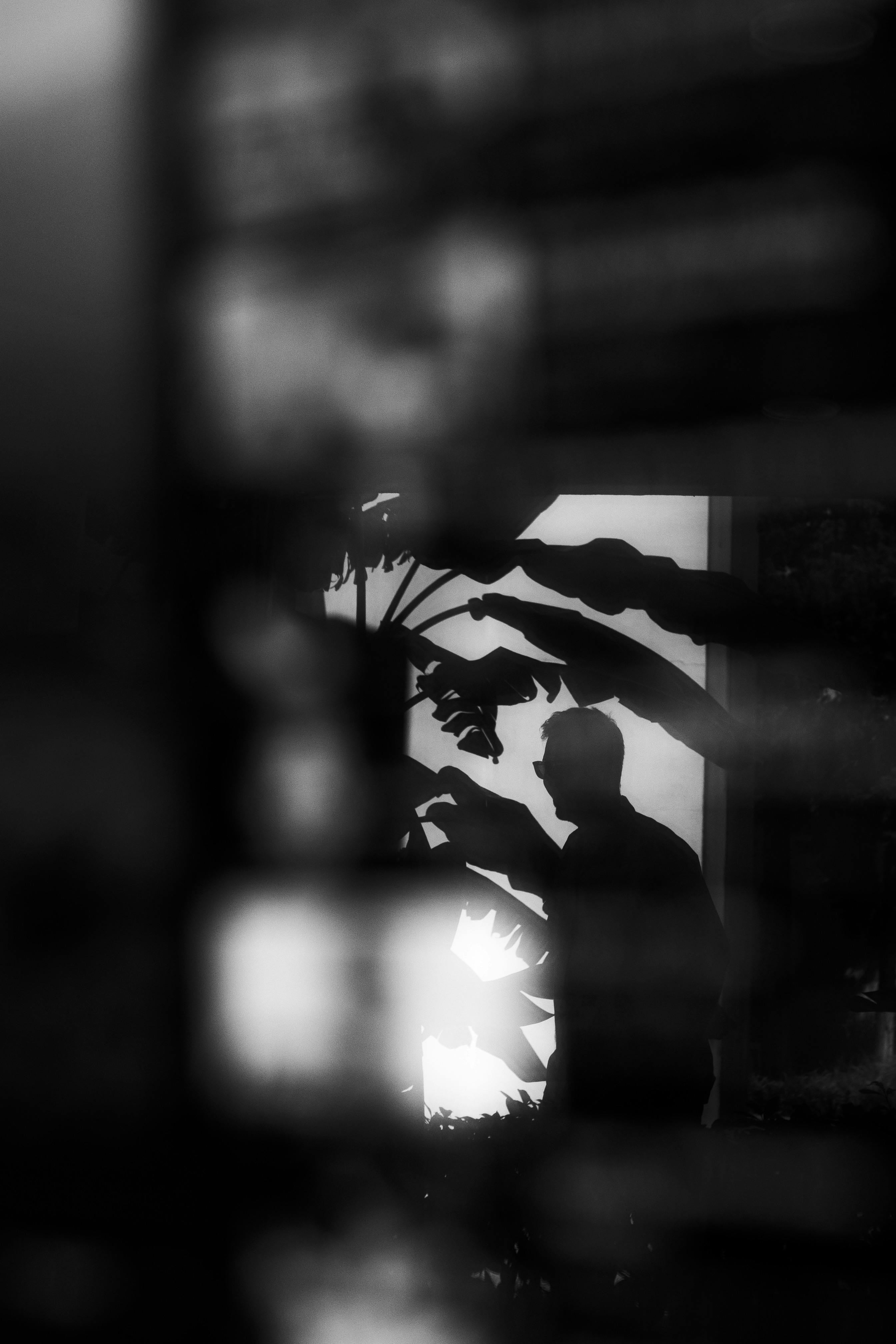 gratis Bladeren En Man Silhouet In Duisternis Stockfoto