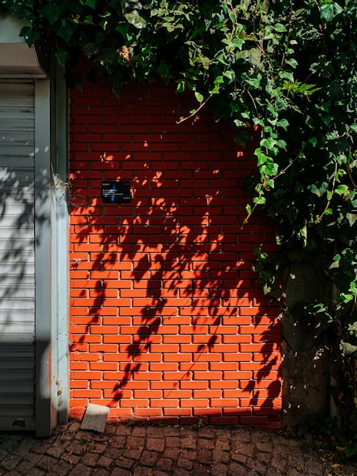 Clingy Plant Growing on Brick Wall