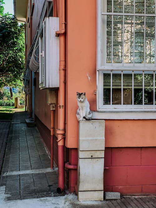 Cat Sitting on Column near Building on Street