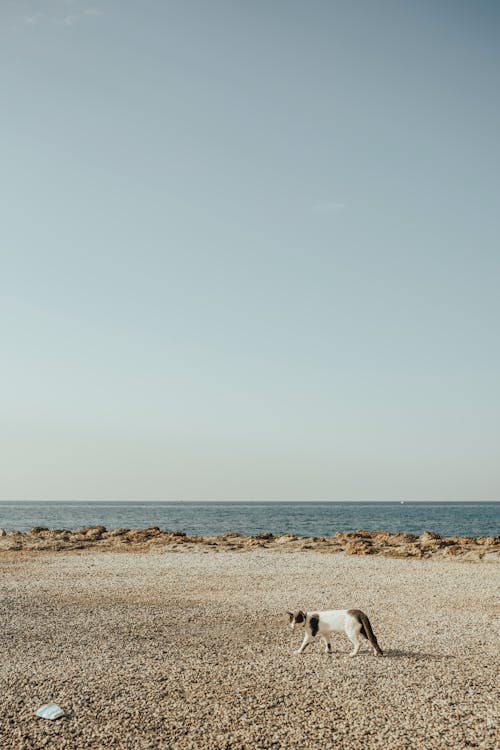 고양이, 동물 사진, 바다의 무료 스톡 사진