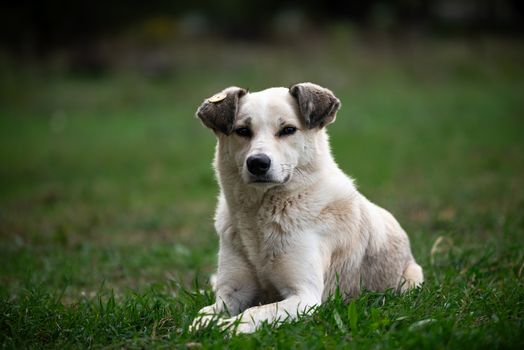 White Dog with Floppy Ears Lying on Green Grass