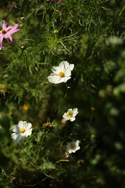 白花