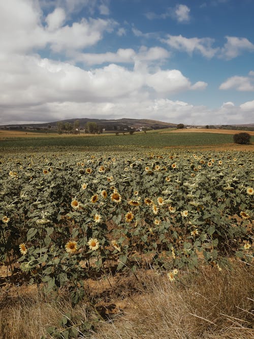 Δωρεάν στοκ φωτογραφιών με αγροτικός, γαλάζιος ουρανός, γεωργία