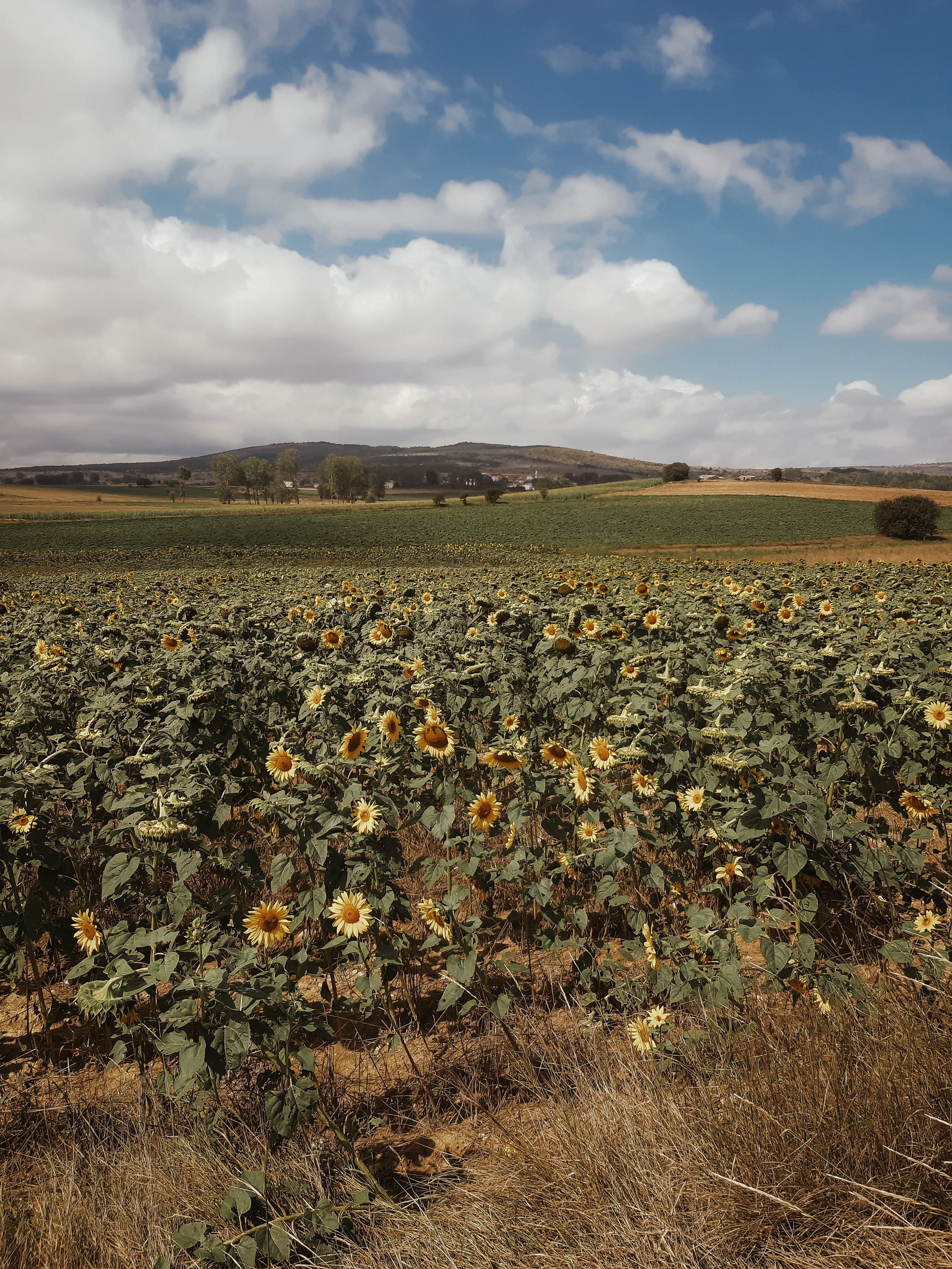 Field of Sunflowers under Cloudy Sky · Free Stock Photo