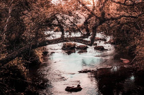 Gratis lagerfoto af dagslys, efterår, flod
