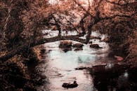 一条宁静的秋日河流穿过树木和岩石遍布的森林，呈现出一派宁静的景象