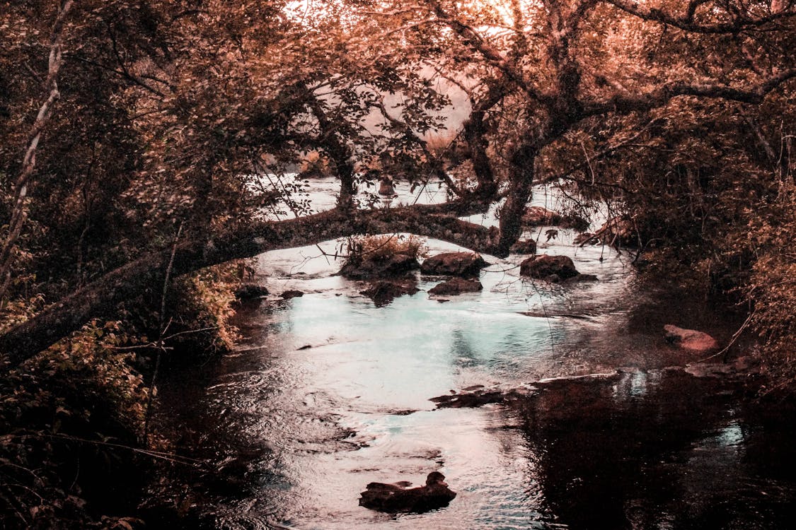 Arbre Brun Près Du Plan D'eau Pendant L'heure D'or