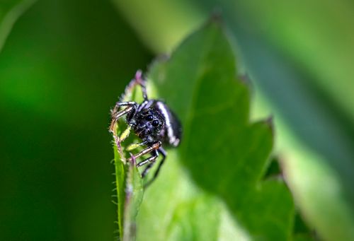 Free Macro shot of a black jumping spider perched on a green leaf, showcasing its details. Stock Photo
