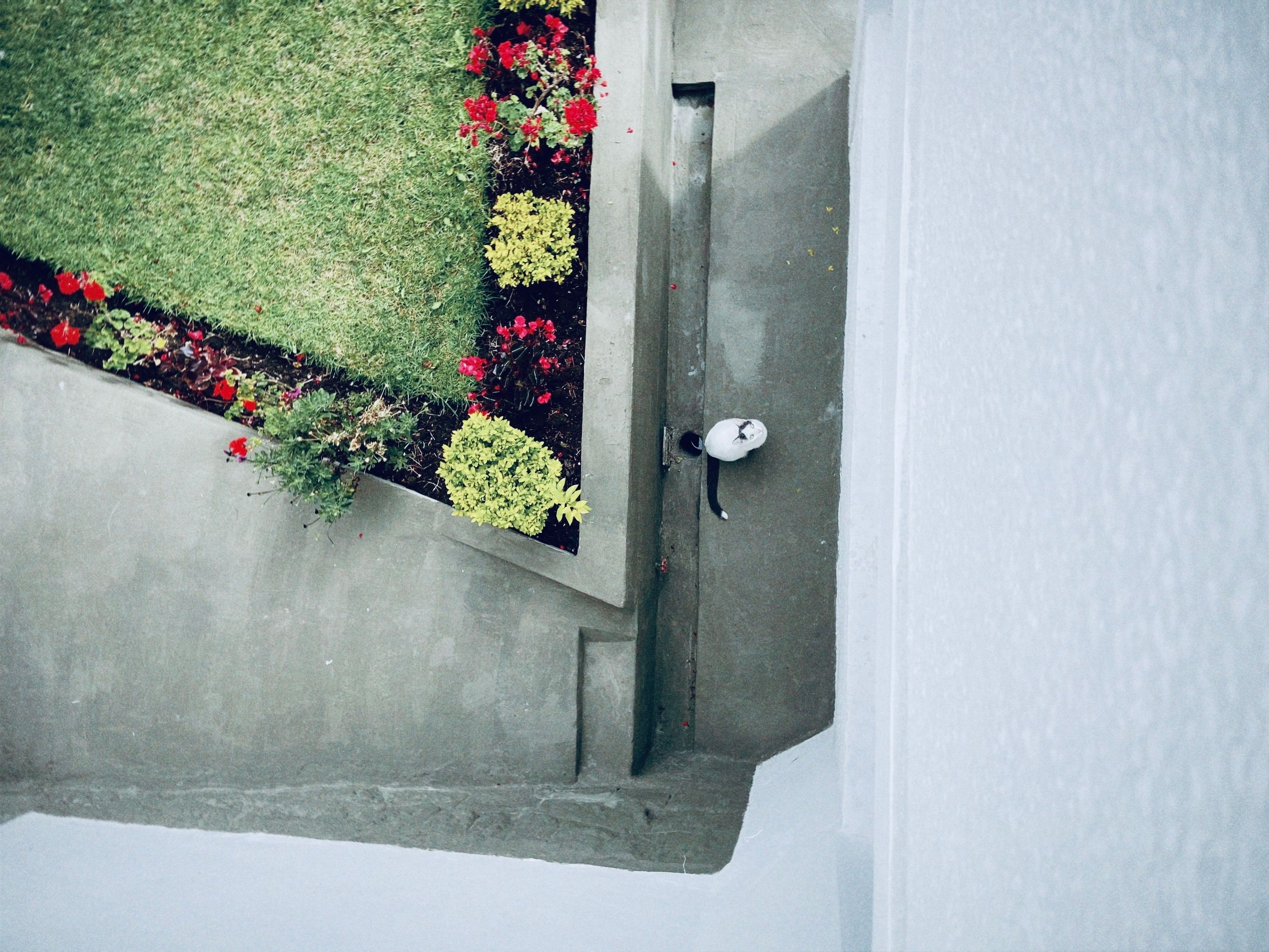 Petit jardin d'intérieur sans entretien : 5 plantes oubliées qui défient la mort (et que personne ne