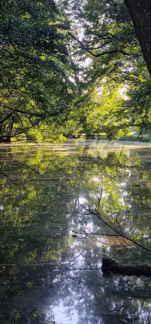 Fotos de stock gratuitas de descansar, hermosa naturaleza, parque albert