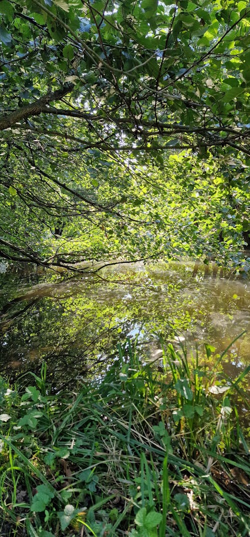 Fotos de stock gratuitas de descansar, hermosa naturaleza, lago artificial