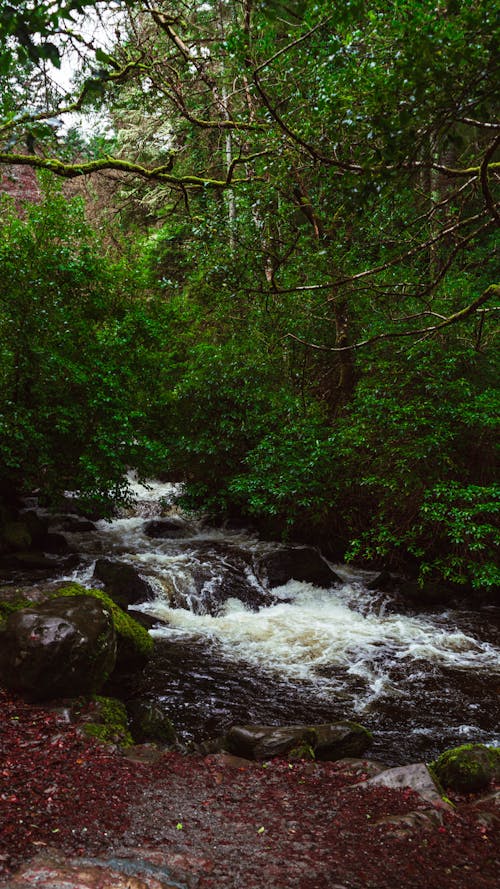 Cascades on Stream in Forest