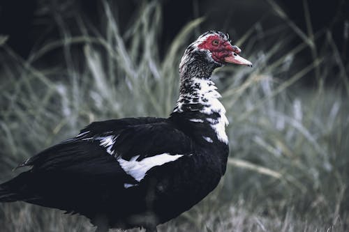 Photos gratuites de canard de muscu, fermer, oiseau