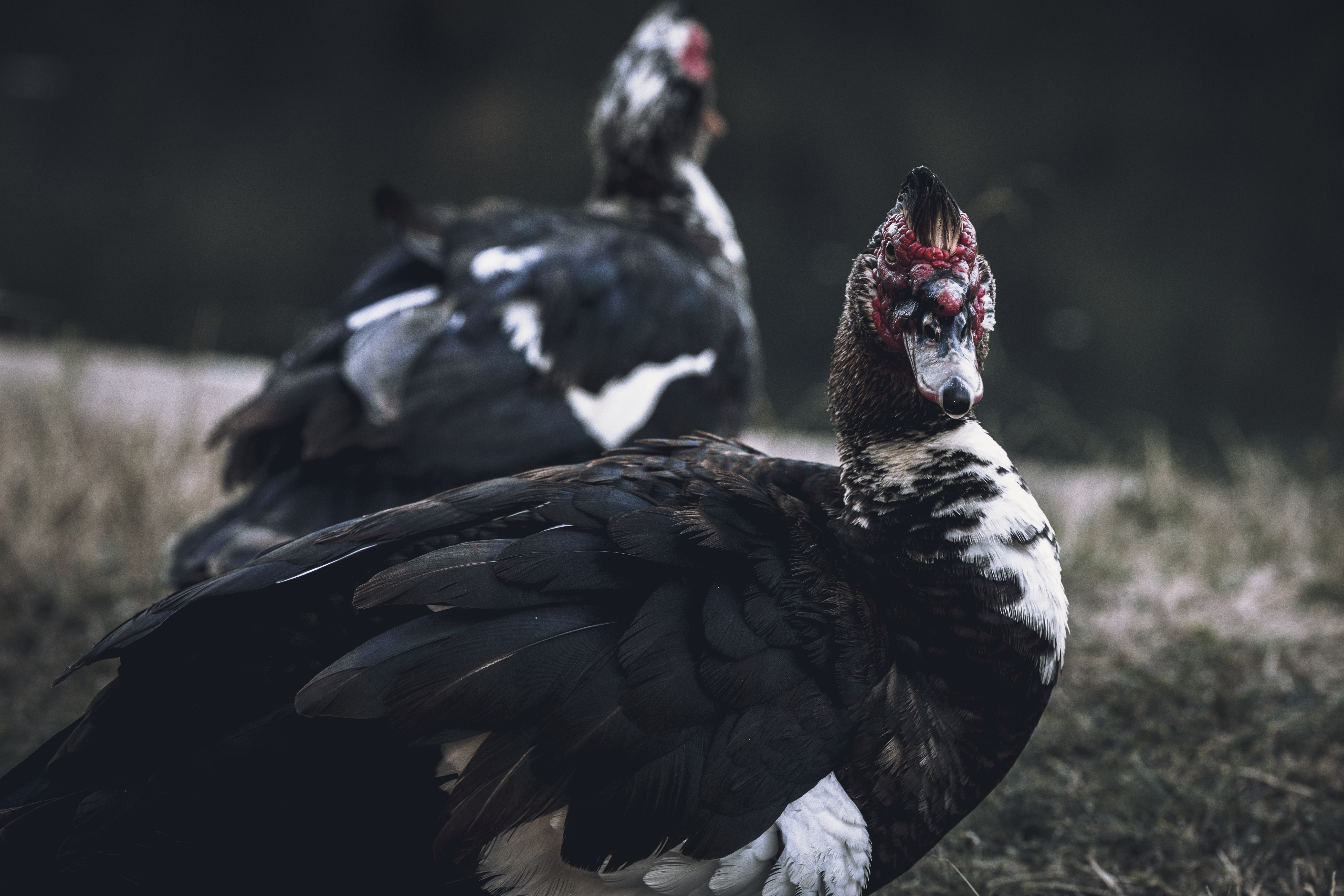 Why are Muscovy ducks so important? - The Institute for Environmental ...