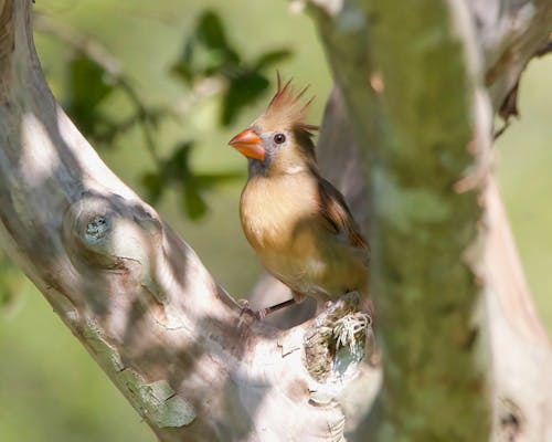 Northern Cardinal Perching on Tree