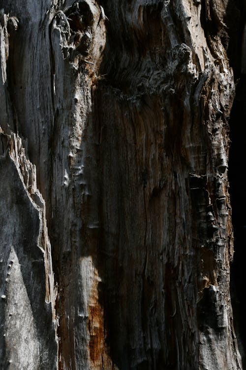 ağaç gövdesi, bozulan, çürüyen içeren Ücretsiz stok fotoğraf