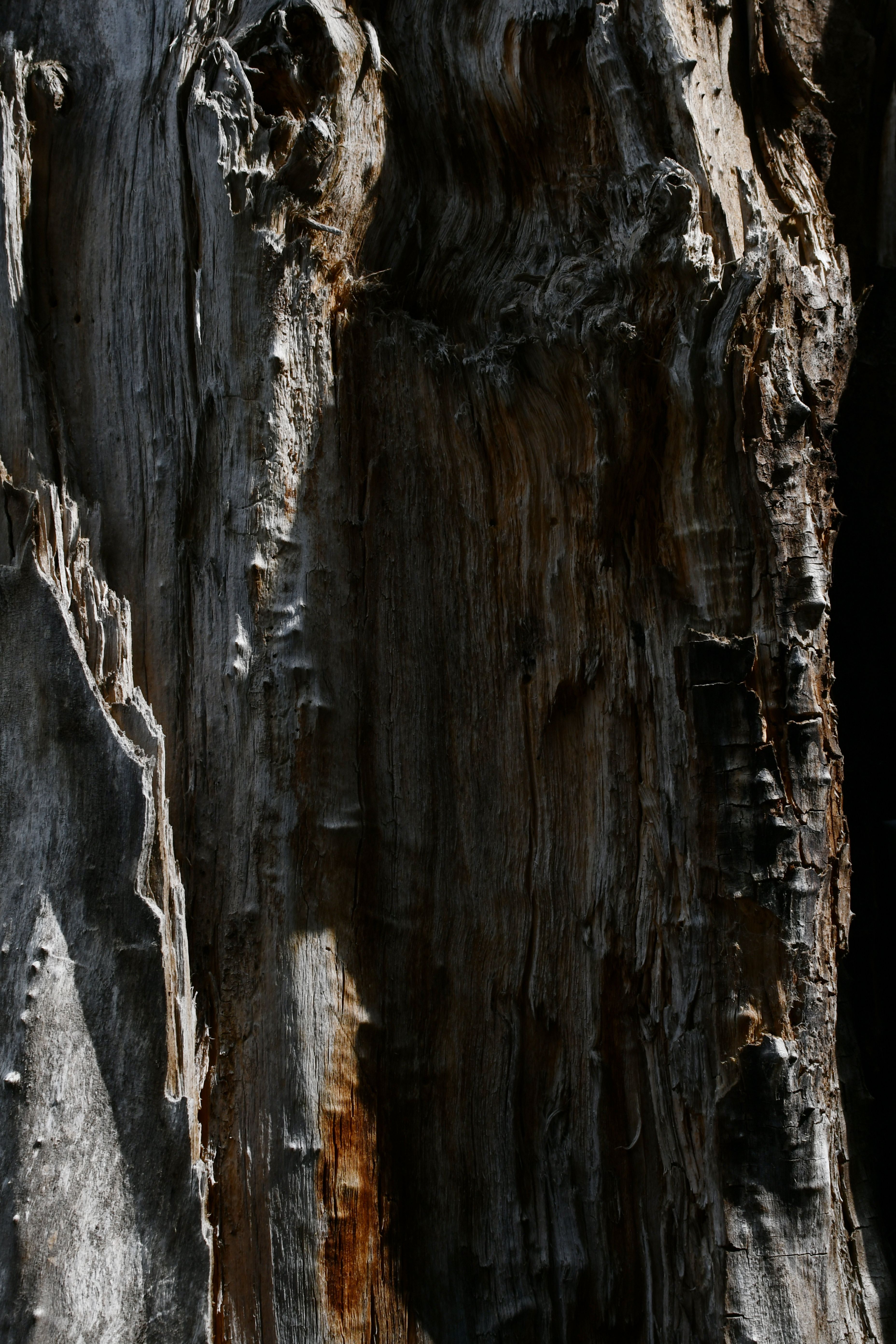 Rotting Tree Trunk · Free Stock Photo