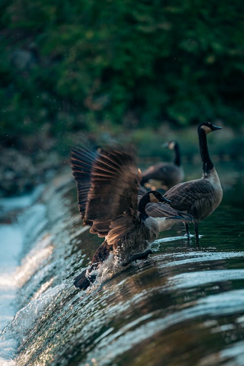 Canada Geese Enjoying the Cascade