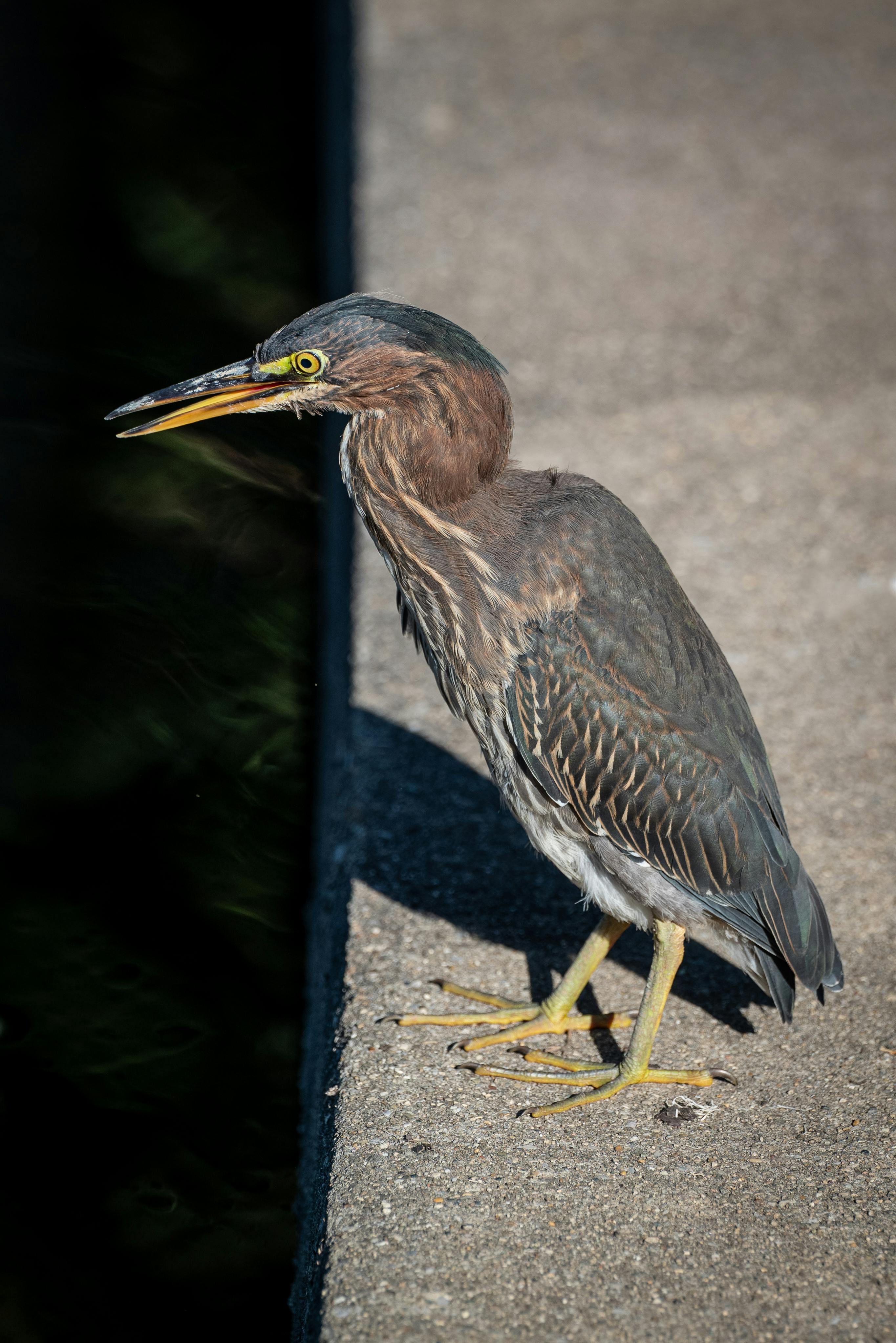 Heron Perching on Concrete Wall · Free Stock Photo
