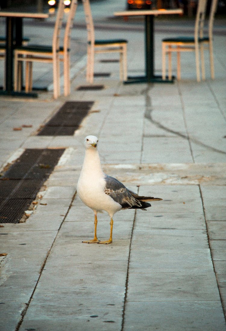 Seagull On Sidewalk