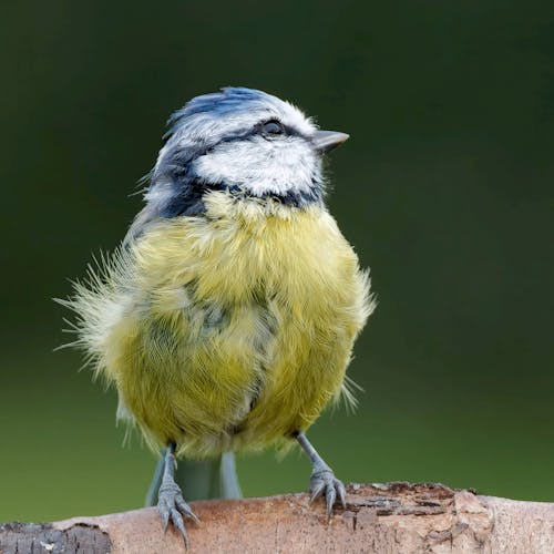 Photos gratuites de branche, mésange bleue eurasienne, oiseau