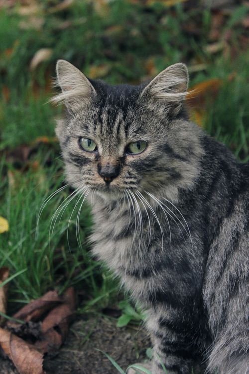 Free A cute fluffy tabby cat with green eyes sits in vibrant grass outdoors. Stock Photo