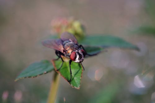 Kostnadsfri bild av blad, bokeh, fluga