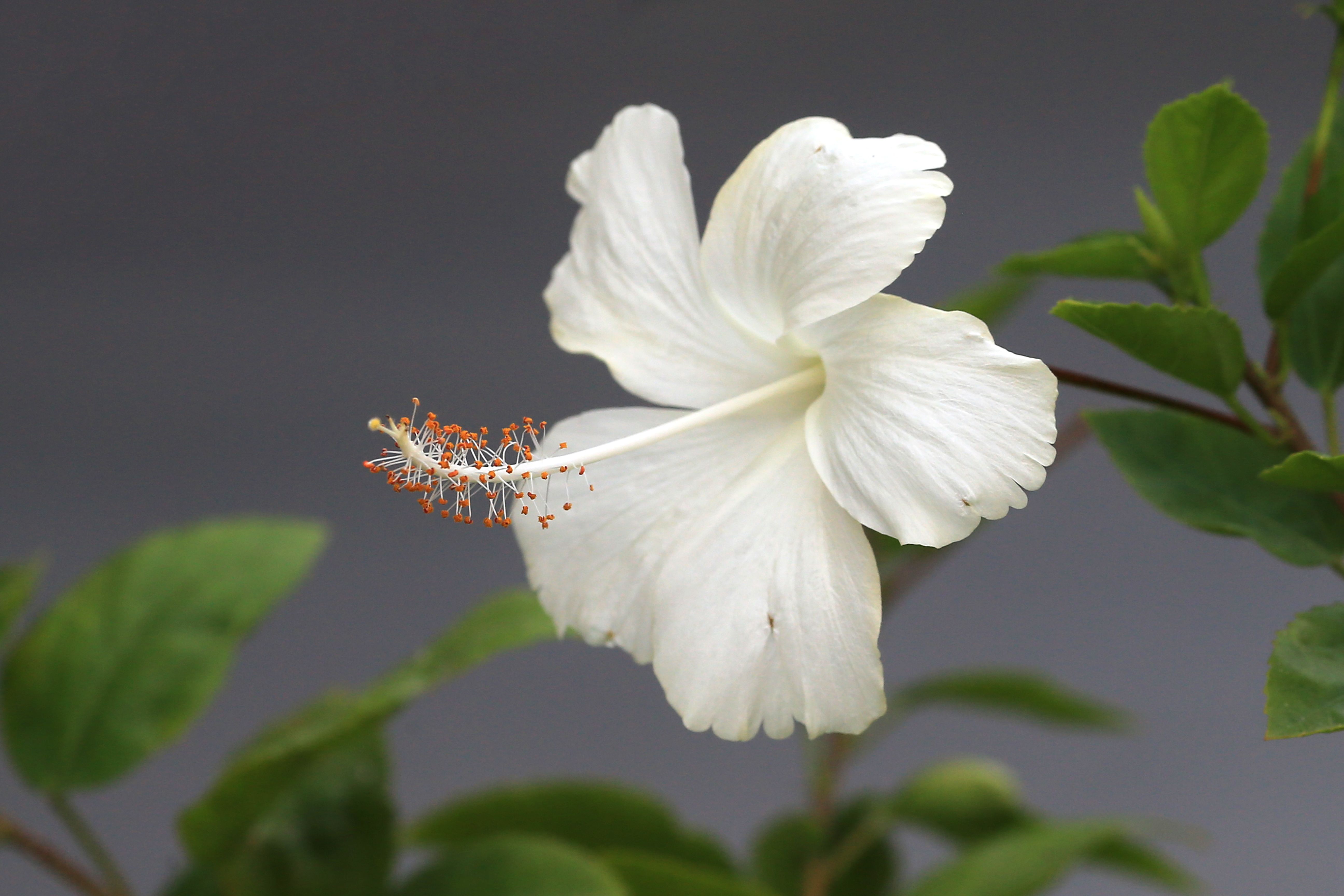 Hibisco