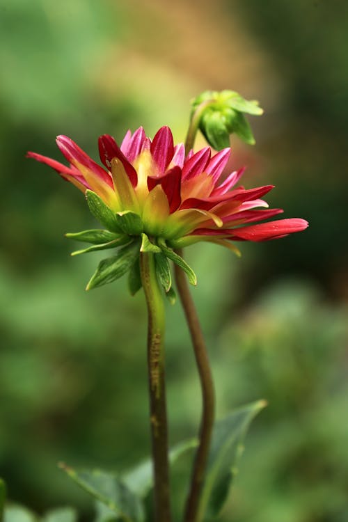 bokeh, çiçek, çiçeklenmek içeren Ücretsiz stok fotoğraf