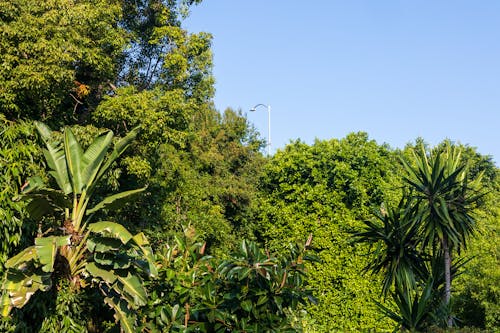 Gratis stockfoto met bomen, gebladerte, groei