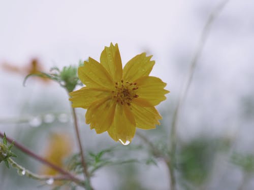 Foto stok gratis bunga marigold