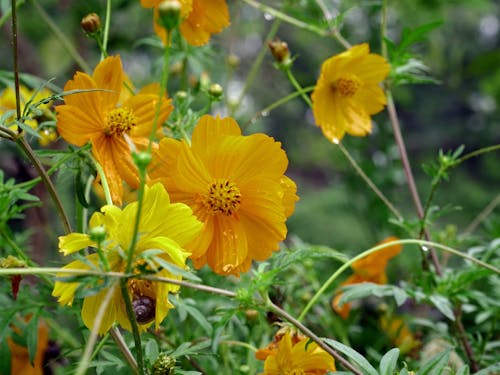 Foto stok gratis bunga marigold