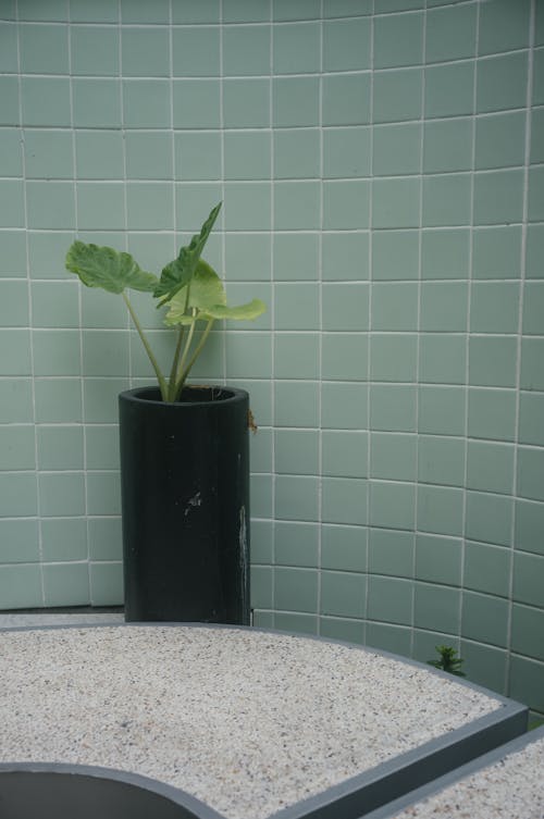 Potted Plant against Tiles