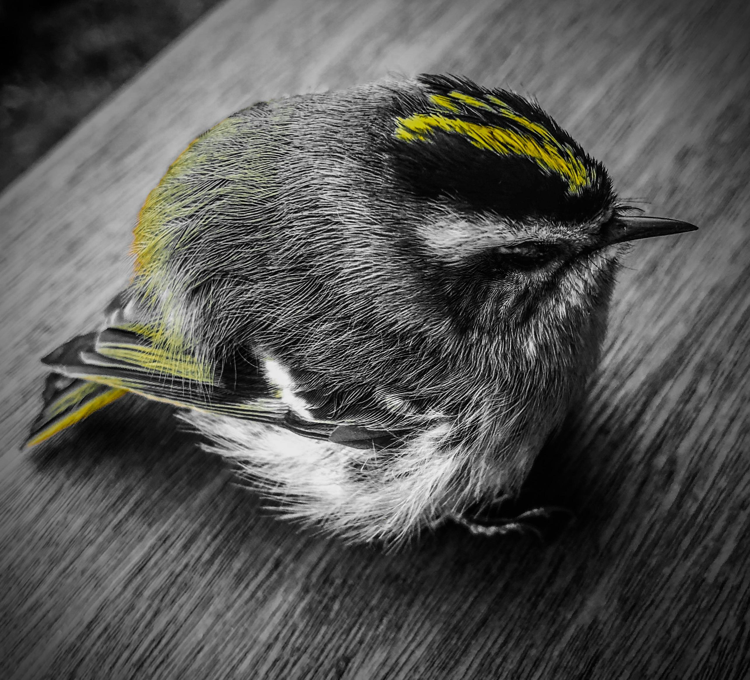 A foggy, dark forest path creating a sense of horror and mystery.