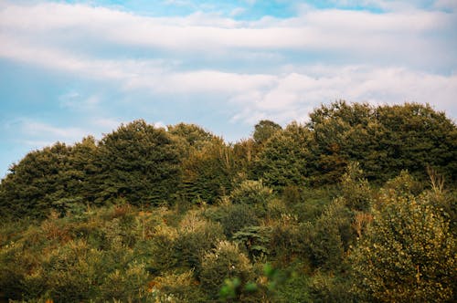 Kostnadsfri bild av avkopplande, bergskog, bilresa