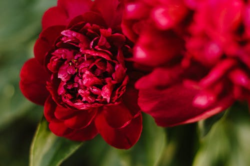 Red Flowers in Close Up Photography