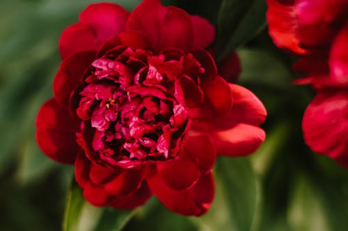 Free stock photo of flowers, nature, red