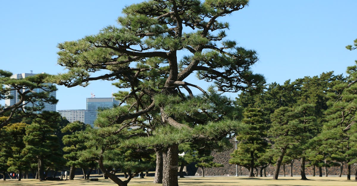 2023年东京地区私立大学入学指南与排名解读 2023年东京地区私立大学入学指南与排名解读